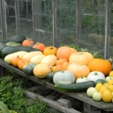 Da li je moguće saditi bundevu i tikvice zajedno